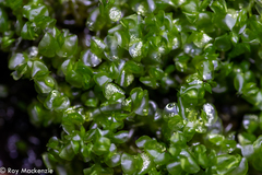 Clasmatocolea vermicularis