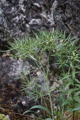 Peucedanum morisonii