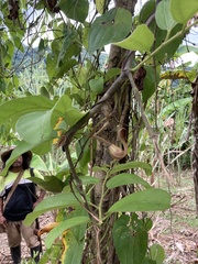 Aristolochia maxima
