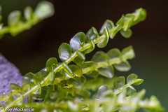 Clasmatocolea vermicularis