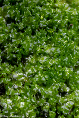 Clasmatocolea vermicularis