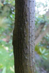Ascarina lucida lanceolata