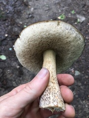 Leccinum alaskanum