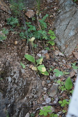 Primula veris macrocalyx