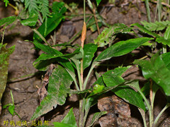 Goodyera rubicunda