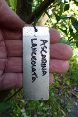 Ascarina lucida lanceolata