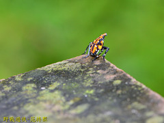 Lycorma olivacea