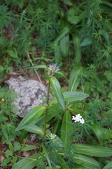 Achillea impatiens