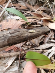 Cryptostylis subulata