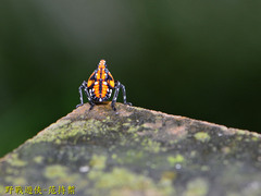 Lycorma olivacea
