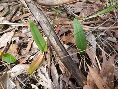 Cryptostylis subulata