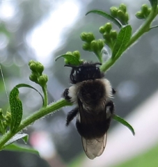 Bombus impatiens