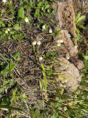 Cassiope lycopodioides