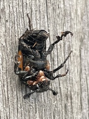 Nicrophorus hebes