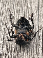Nicrophorus hebes