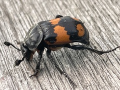 Nicrophorus hebes