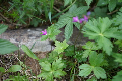 Primula matthioli altaica