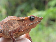 Rhinella cristinae