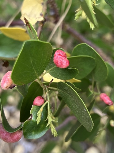 iNaturalist observation photo of Manzanita Leafgall Aphid