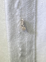Nemapogon auropulvella