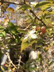 Eugenia uniflora