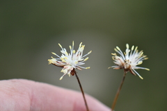 Juncus thomsonii