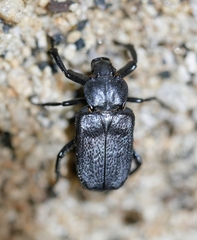 Cremastocheilus planatus