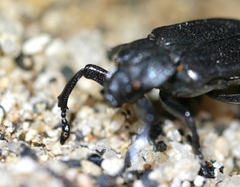 Cremastocheilus planatus