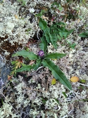 Saussurea kamtschatica