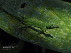 Anolis huilae