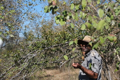 Combretum hereroense