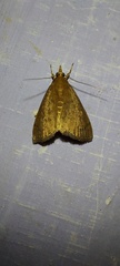 Amyna axis