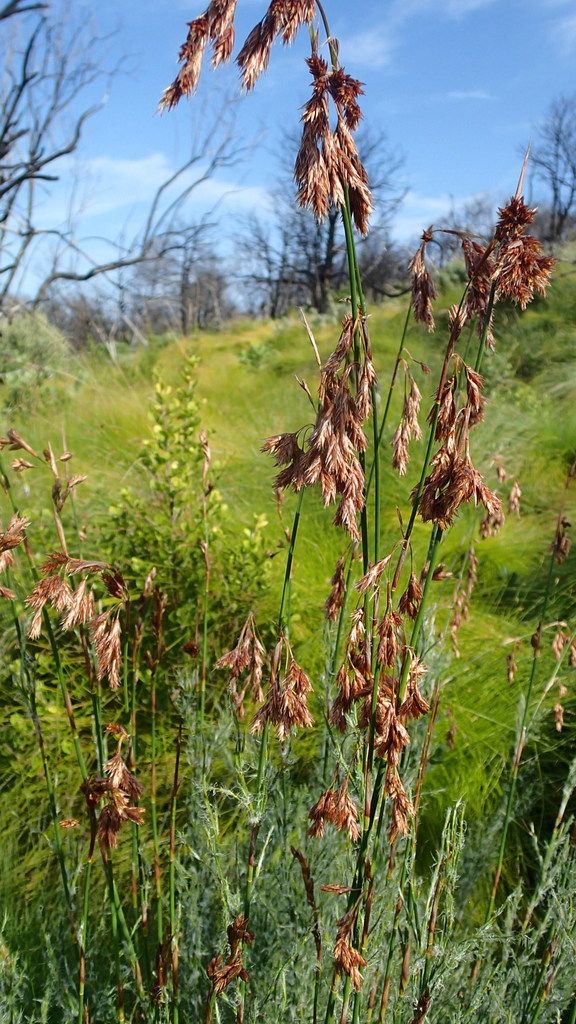 Eastern Thatchreed
