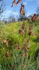 Thamnochortus glaber