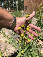 Senecio bigelovii