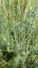 Thamnochortus glaber