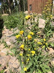 Senecio bigelovii