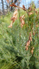 Thamnochortus glaber