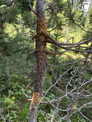 Cronartium ribicola