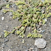 Chamaerhodos sabulosa - Photo (c) Curren Frasch, some rights reserved (CC BY-NC), uploaded by Curren Frasch