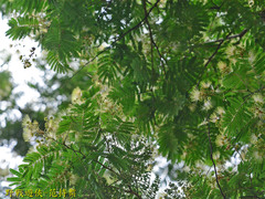 Albizia chinensis