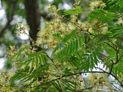 Albizia chinensis