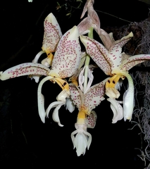 Stanhopea oculata