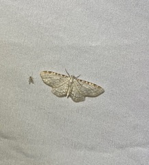 Eupithecia cretaceata