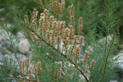 Myricaria bracteata