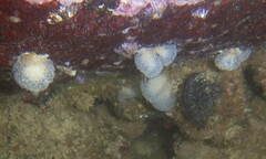 Clavelinidae