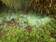 Lepidolaena clavigera