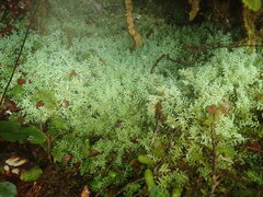 Lepidolaena clavigera