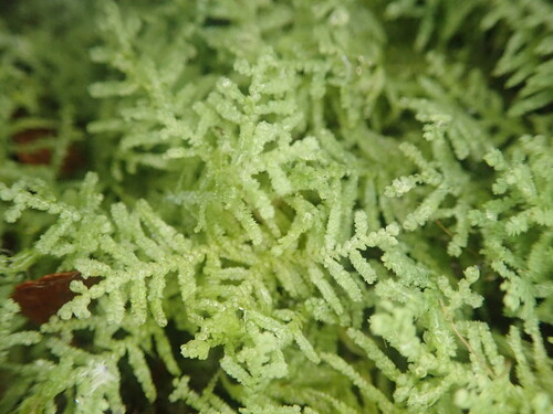 Lepidozia bisbifida