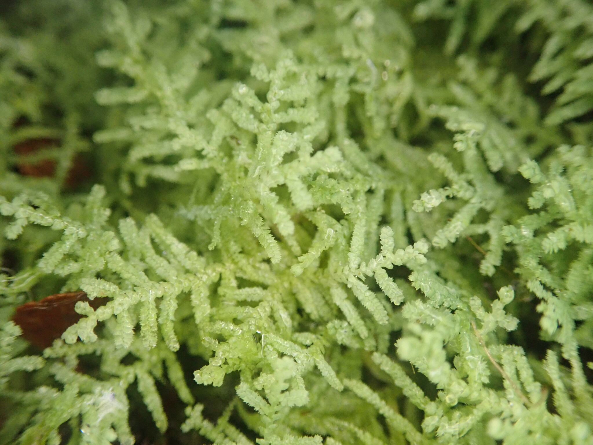 Lepidozia bisbifida